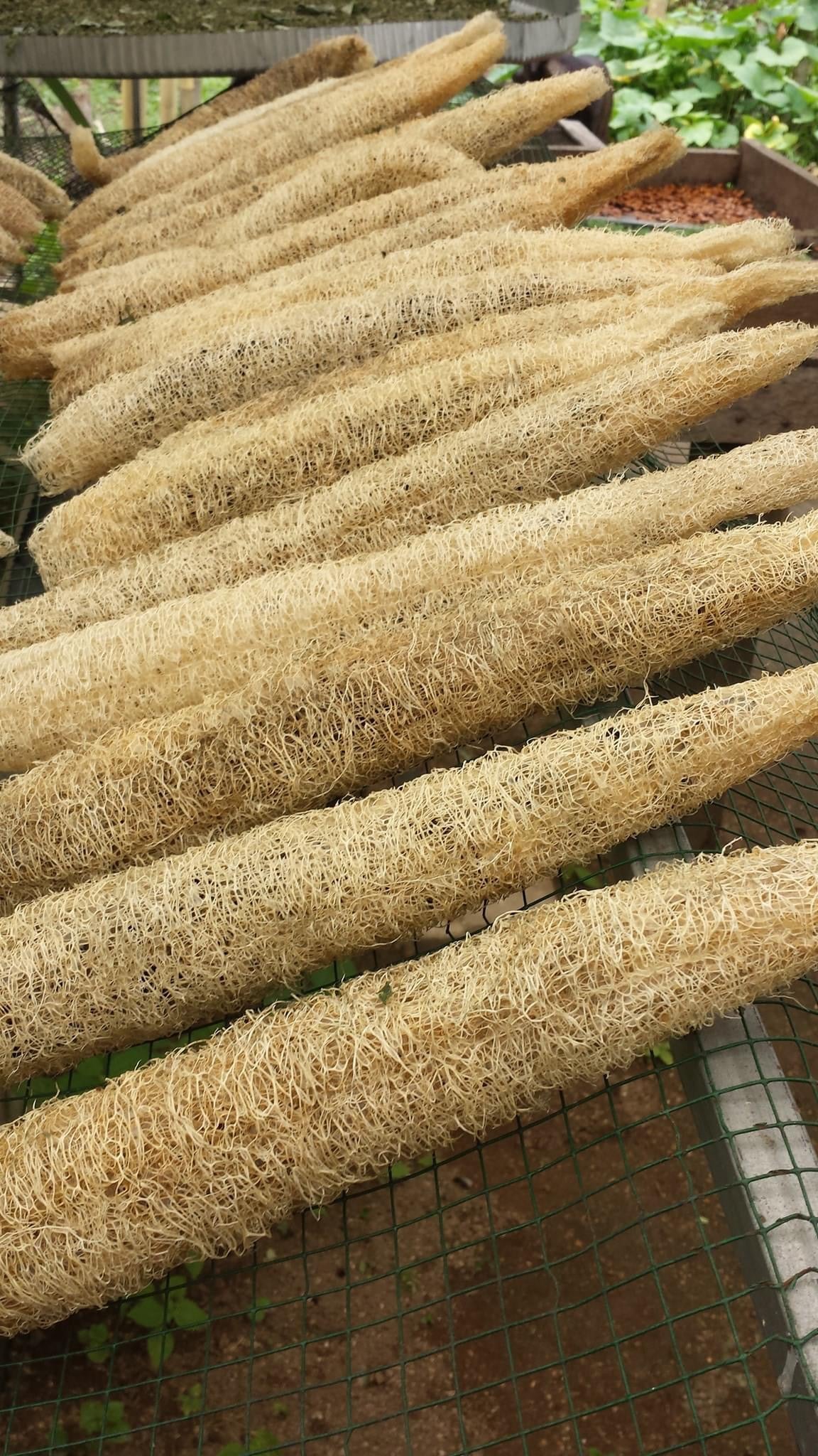 Loofah Bio sponge