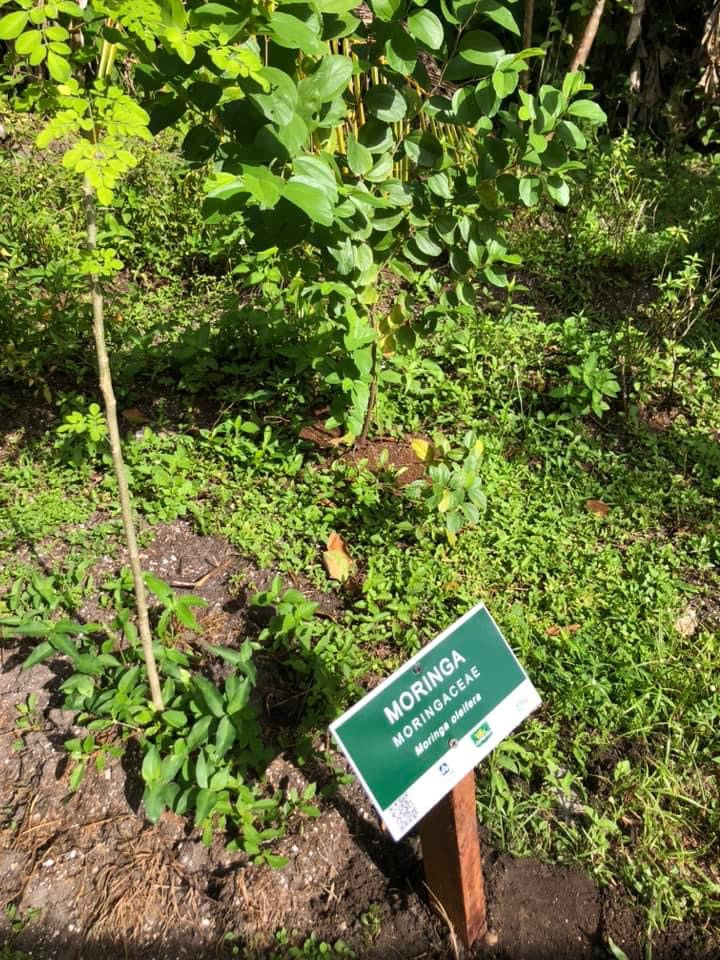 Moringa oil