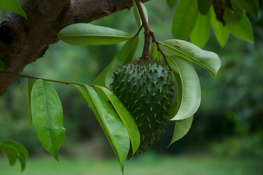 Why Soursop Is a Hidden Gem for Your Health