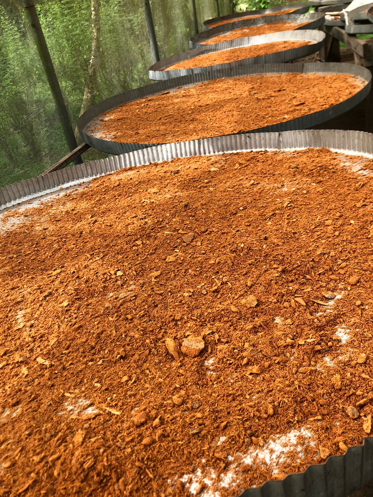Cinnamon powder