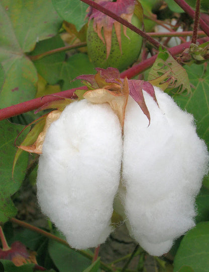 Organic Cotton Tea (Redi Katun)