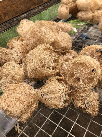 Loofah Bio sponge