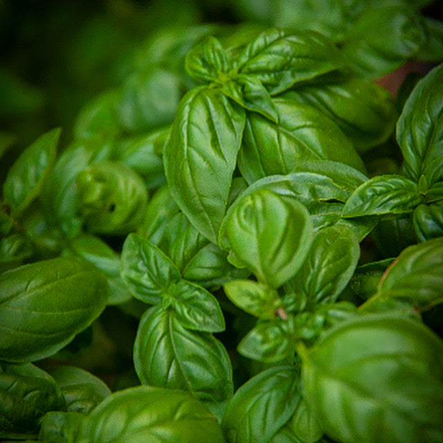 Basil