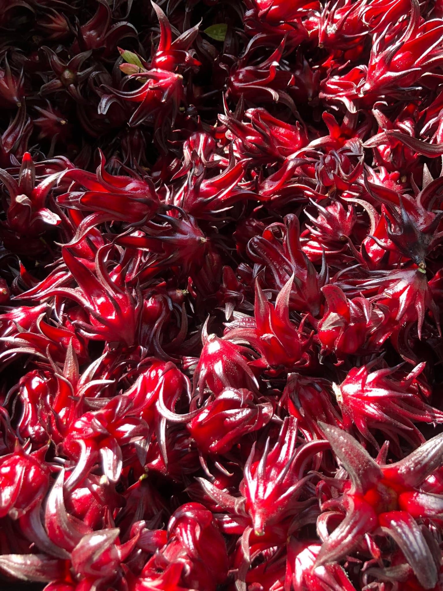 Hibiscus tea (Sjuru)