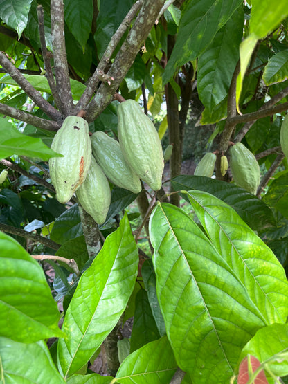 Cacao powder