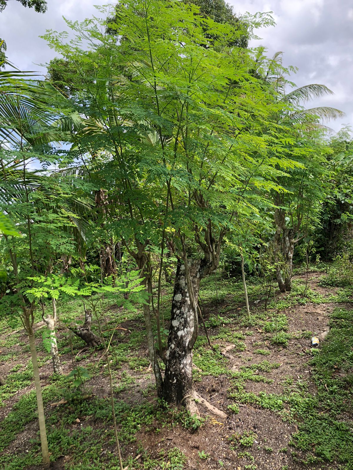 Organic Cotton Tea (Redi Katun)