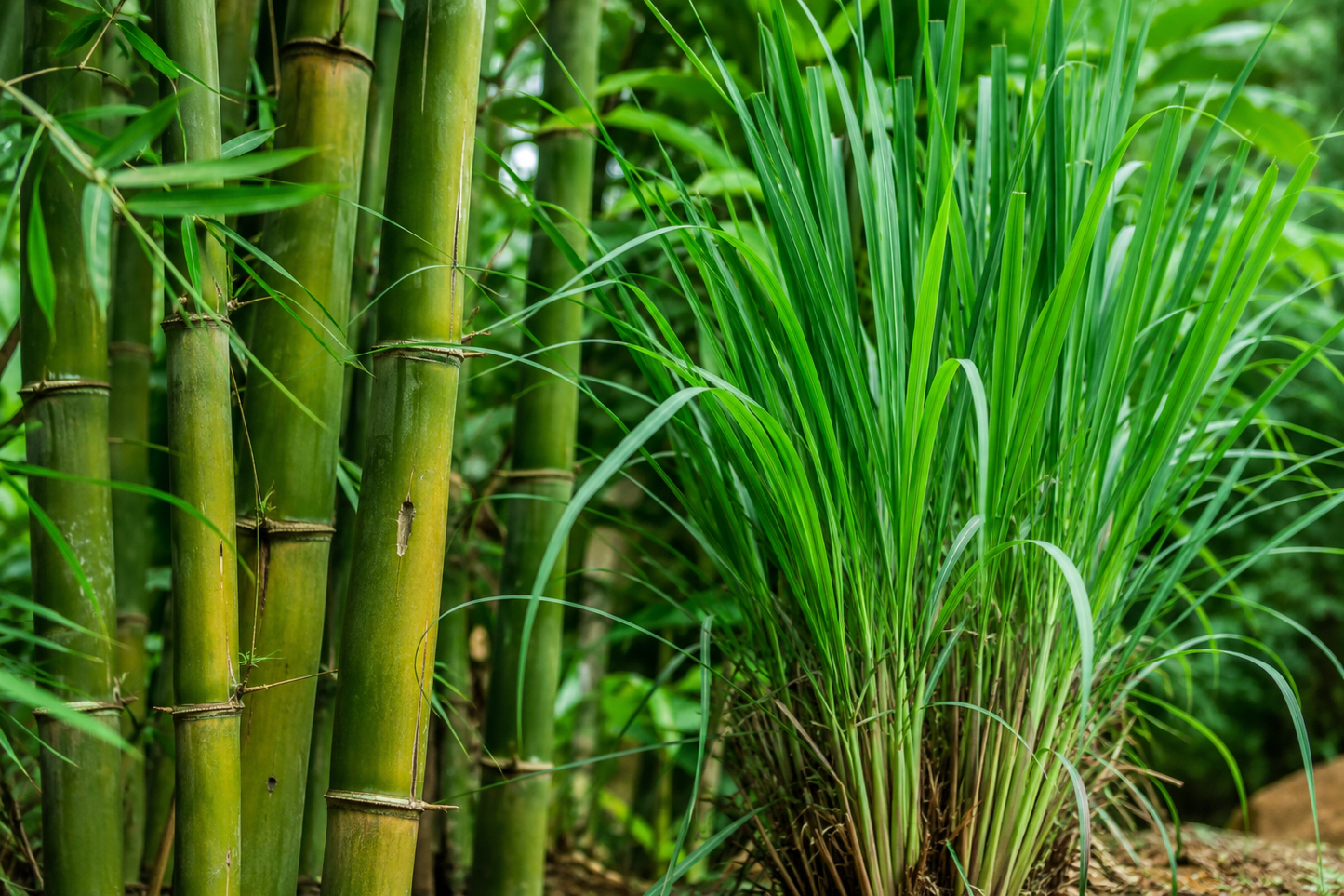 Naturel Balance Tea (Lemongrass&Bamboo mix)