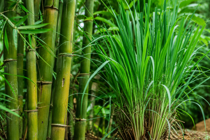 Naturel Balance Tea (Lemongrass&Bamboo mix)