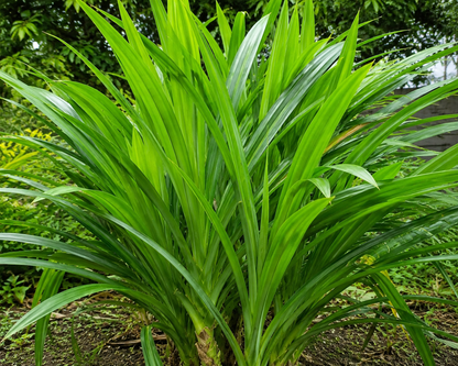 Pandan leaf spices