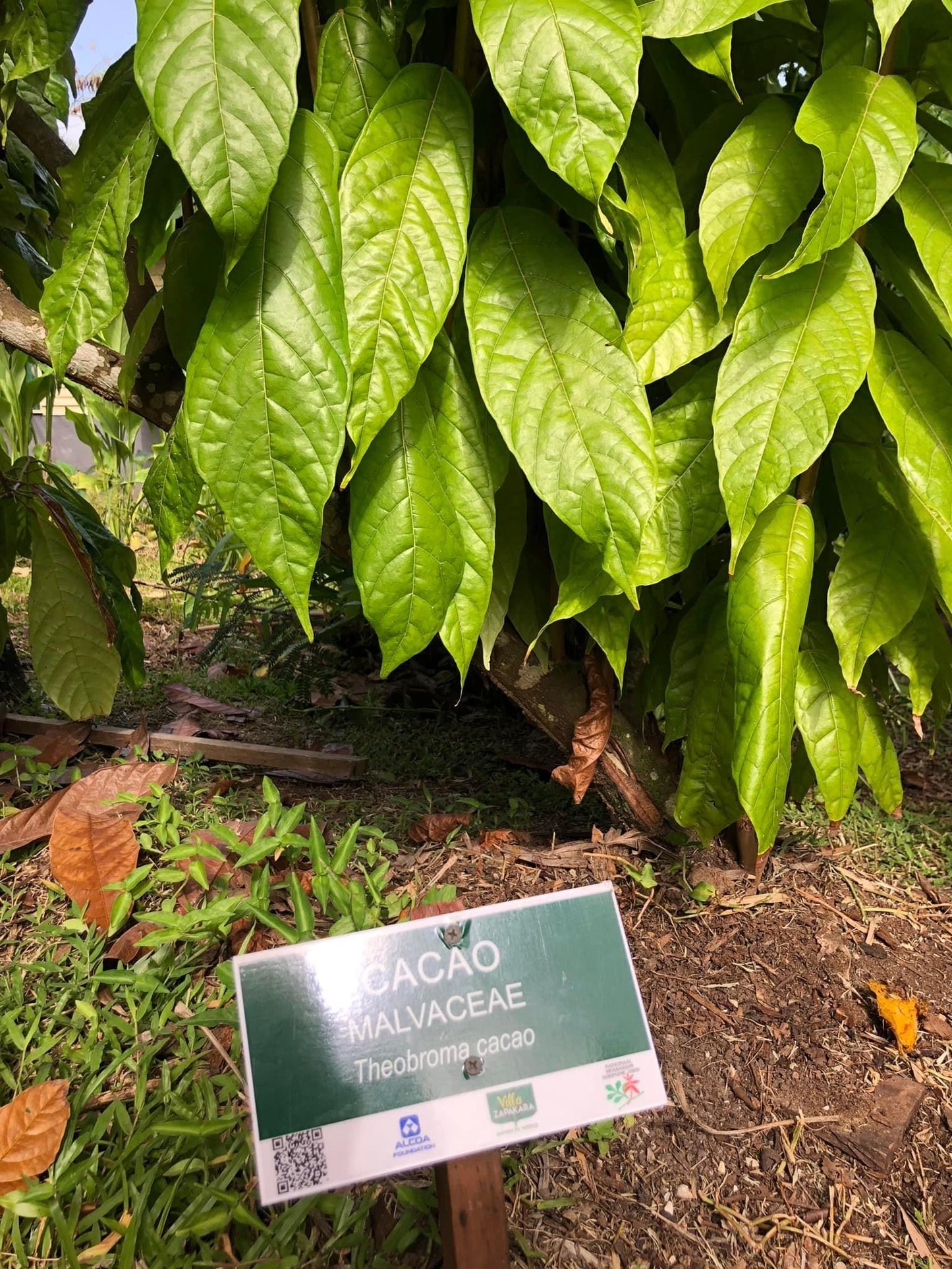 Cacao Nibs