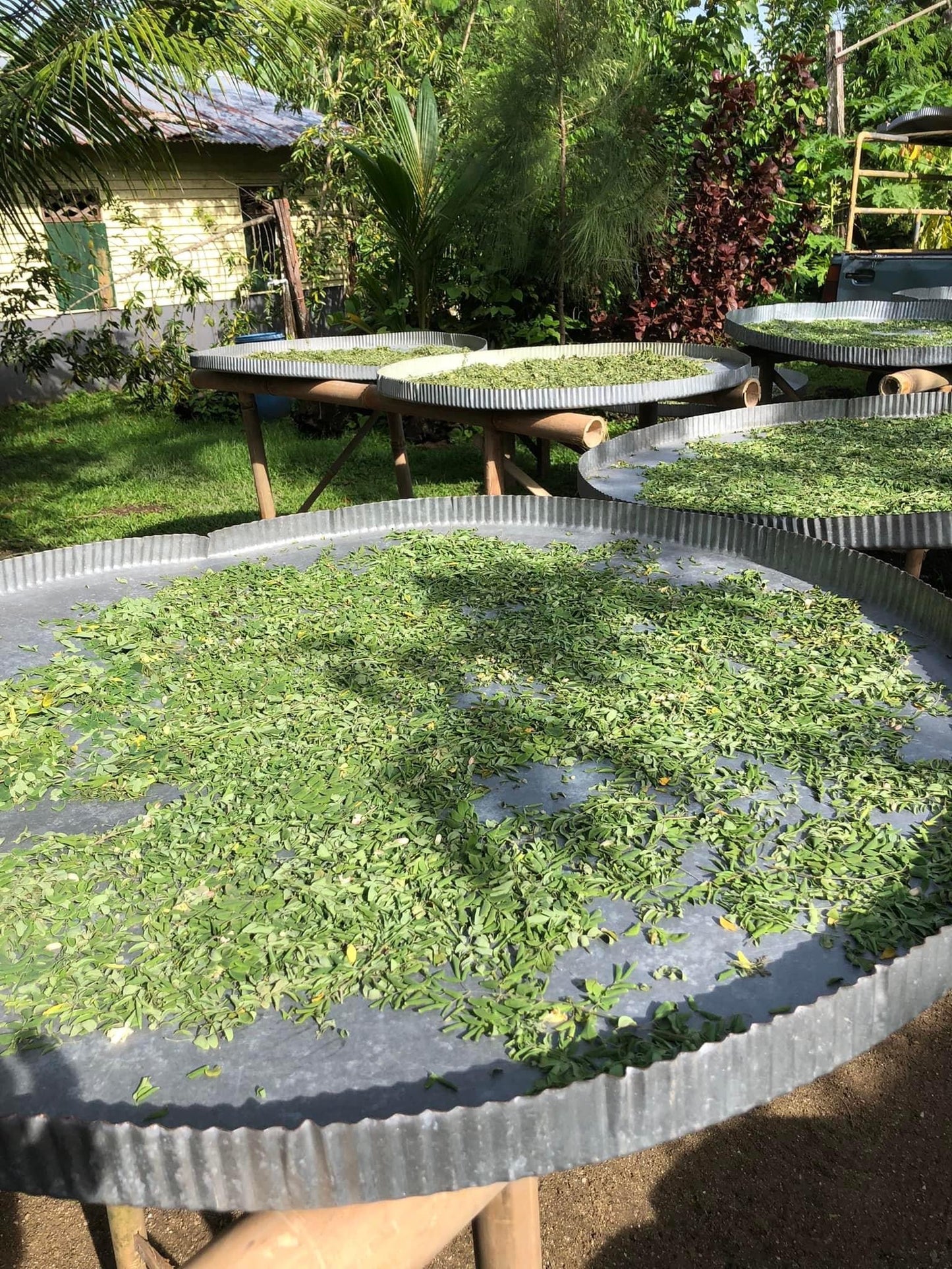 Moringa oil