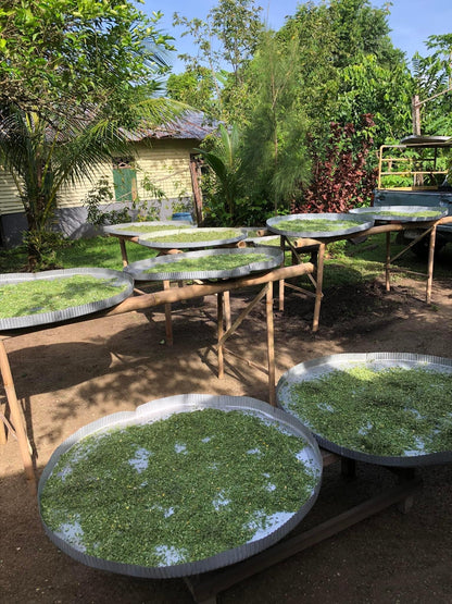 Moringa Tea
